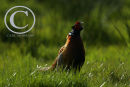 Cock Pheasant crowing.